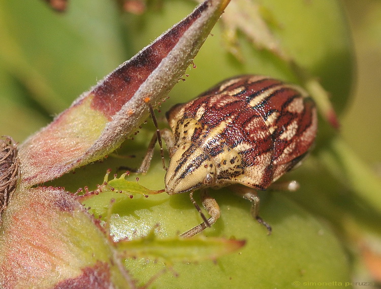 Odontotarsus purpureolineatus